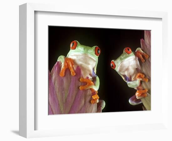 Red-Eyed Tree Frogs-David Aubrey-Framed Photographic Print