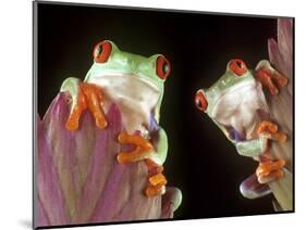 Red-Eyed Tree Frogs-David Aubrey-Mounted Photographic Print