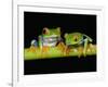 Red-eyed Tree Frogs-Kevin Schafer-Framed Photographic Print