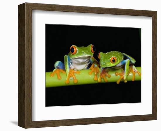 Red-eyed Tree Frogs-Kevin Schafer-Framed Photographic Print