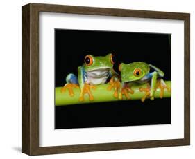 Red-eyed Tree Frogs-Kevin Schafer-Framed Photographic Print