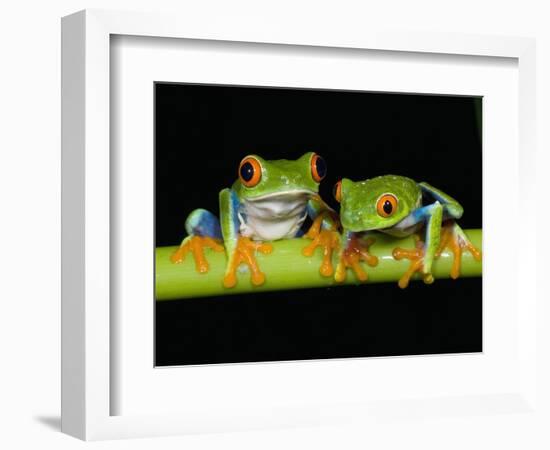 Red-eyed Tree Frogs-Kevin Schafer-Framed Photographic Print