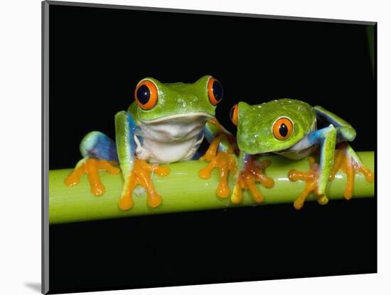 Red-eyed Tree Frogs-Kevin Schafer-Mounted Photographic Print