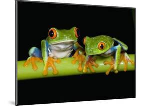 Red-eyed Tree Frogs-Kevin Schafer-Mounted Photographic Print