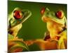 Red-Eyed Tree Frogs-David Aubrey-Mounted Photographic Print