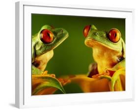 Red-Eyed Tree Frogs-David Aubrey-Framed Photographic Print