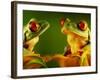 Red-Eyed Tree Frogs-David Aubrey-Framed Photographic Print