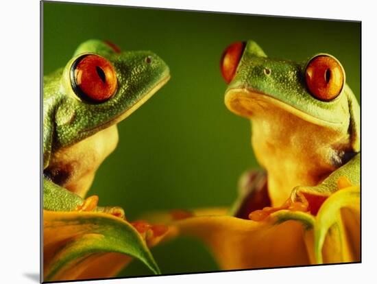 Red-Eyed Tree Frogs-David Aubrey-Mounted Photographic Print