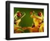 Red-Eyed Tree Frogs-David Aubrey-Framed Photographic Print