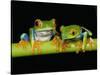 Red-eyed Tree Frogs-Kevin Schafer-Stretched Canvas