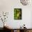 Red-Eyed Treefrog (Agalchnis Callidryas)-Lynn M^ Stone-Framed Stretched Canvas displayed on a wall