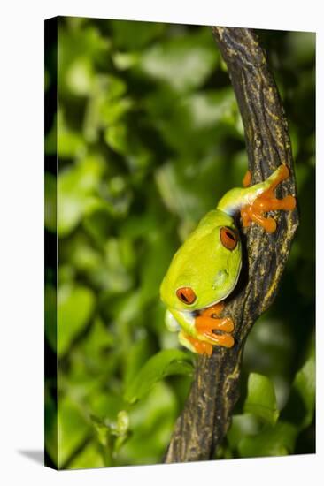 Red-Eyed Treefrog (Agalchnis Callidryas)-Lynn M^ Stone-Stretched Canvas