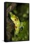 Red-Eyed Treefrog (Agalchnis Callidryas)-Lynn M^ Stone-Framed Stretched Canvas