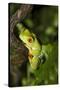 Red-Eyed Treefrog (Agalchnis Callidryas)-Lynn M^ Stone-Stretched Canvas