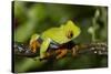 Red-Eyed Treefrog (Agalchnis Callidryas)-Lynn M^ Stone-Stretched Canvas