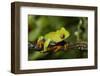 Red-Eyed Treefrog (Agalchnis Callidryas)-Lynn M^ Stone-Framed Photographic Print