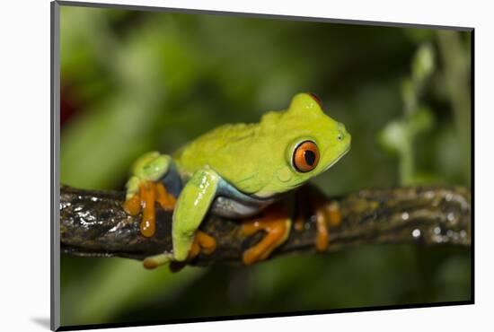 Red-Eyed Treefrog (Agalchnis Callidryas)-Lynn M^ Stone-Mounted Photographic Print