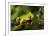 Red-Eyed Treefrog (Agalchnis Callidryas)-Lynn M^ Stone-Framed Photographic Print