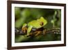 Red-Eyed Treefrog (Agalchnis Callidryas)-Lynn M^ Stone-Framed Photographic Print