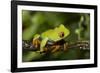 Red-Eyed Treefrog (Agalchnis Callidryas)-Lynn M^ Stone-Framed Photographic Print