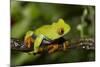 Red-Eyed Treefrog (Agalchnis Callidryas)-Lynn M^ Stone-Mounted Photographic Print