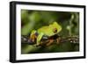 Red-Eyed Treefrog (Agalchnis Callidryas)-Lynn M^ Stone-Framed Photographic Print