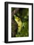 Red-Eyed Treefrog (Agalchnis Callidryas)-Lynn M^ Stone-Framed Photographic Print