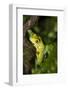 Red-Eyed Treefrog (Agalchnis Callidryas)-Lynn M^ Stone-Framed Photographic Print