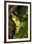 Red-Eyed Treefrog (Agalchnis Callidryas)-Lynn M^ Stone-Framed Photographic Print