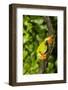 Red-Eyed Treefrog (Agalchnis Callidryas)-Lynn M^ Stone-Framed Photographic Print