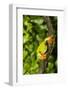 Red-Eyed Treefrog (Agalchnis Callidryas)-Lynn M^ Stone-Framed Photographic Print