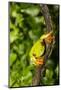 Red-Eyed Treefrog (Agalchnis Callidryas)-Lynn M^ Stone-Mounted Photographic Print