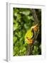 Red-Eyed Treefrog (Agalchnis Callidryas)-Lynn M^ Stone-Framed Photographic Print