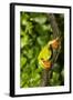 Red-Eyed Treefrog (Agalchnis Callidryas)-Lynn M^ Stone-Framed Photographic Print