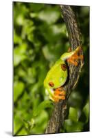 Red-Eyed Treefrog (Agalchnis Callidryas)-Lynn M^ Stone-Mounted Photographic Print