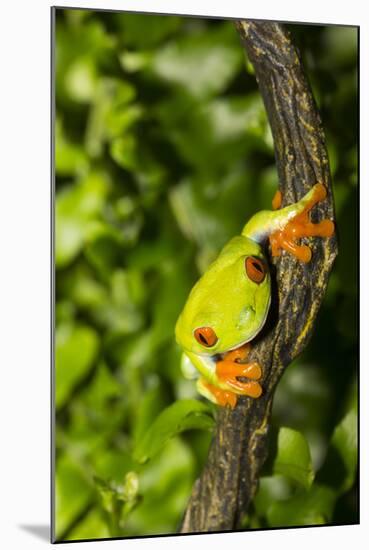 Red-Eyed Treefrog (Agalchnis Callidryas)-Lynn M^ Stone-Mounted Photographic Print