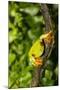 Red-Eyed Treefrog (Agalchnis Callidryas)-Lynn M^ Stone-Mounted Photographic Print