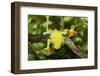 Red-Eyed Treefrog (Agalchnis Callidryas)-Lynn M^ Stone-Framed Photographic Print