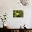 Red-Eyed Treefrog (Agalchnis Callidryas)-Lynn M^ Stone-Photographic Print displayed on a wall