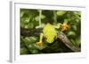 Red-Eyed Treefrog (Agalchnis Callidryas)-Lynn M^ Stone-Framed Photographic Print