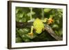 Red-Eyed Treefrog (Agalchnis Callidryas)-Lynn M^ Stone-Framed Photographic Print