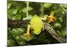 Red-Eyed Treefrog (Agalchnis Callidryas)-Lynn M^ Stone-Mounted Photographic Print