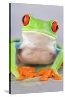 Red-eyed Treefrog (Agalychnis callidryas) adult-Emanuele Biggi-Stretched Canvas