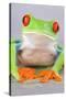 Red-eyed Treefrog (Agalychnis callidryas) adult-Emanuele Biggi-Stretched Canvas