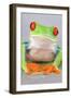 Red-eyed Treefrog (Agalychnis callidryas) adult-Emanuele Biggi-Framed Photographic Print