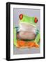 Red-eyed Treefrog (Agalychnis callidryas) adult-Emanuele Biggi-Framed Photographic Print