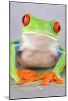 Red-eyed Treefrog (Agalychnis callidryas) adult-Emanuele Biggi-Mounted Photographic Print