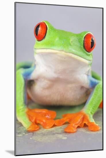 Red-eyed Treefrog (Agalychnis callidryas) adult-Emanuele Biggi-Mounted Photographic Print