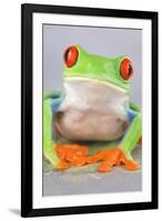 Red-eyed Treefrog (Agalychnis callidryas) adult-Emanuele Biggi-Framed Premium Photographic Print