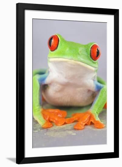 Red-eyed Treefrog (Agalychnis callidryas) adult-Emanuele Biggi-Framed Premium Photographic Print